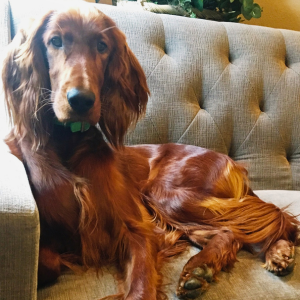 Zoey, the flooring store dog/mascot